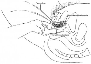Schematische Darstellung der weiblichen Prostata