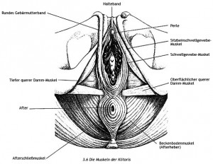 Schematische Darstellung der Klitoris-Muskeln im Bereich des Beckenbodens